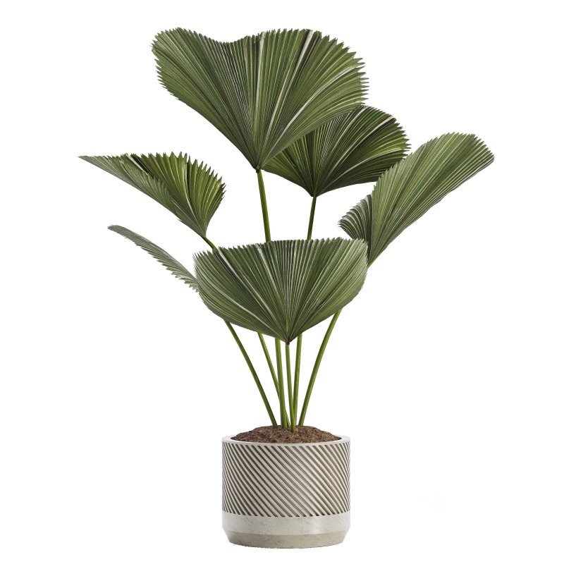 Indoor Plant 04 – Licuala Palm Image 3