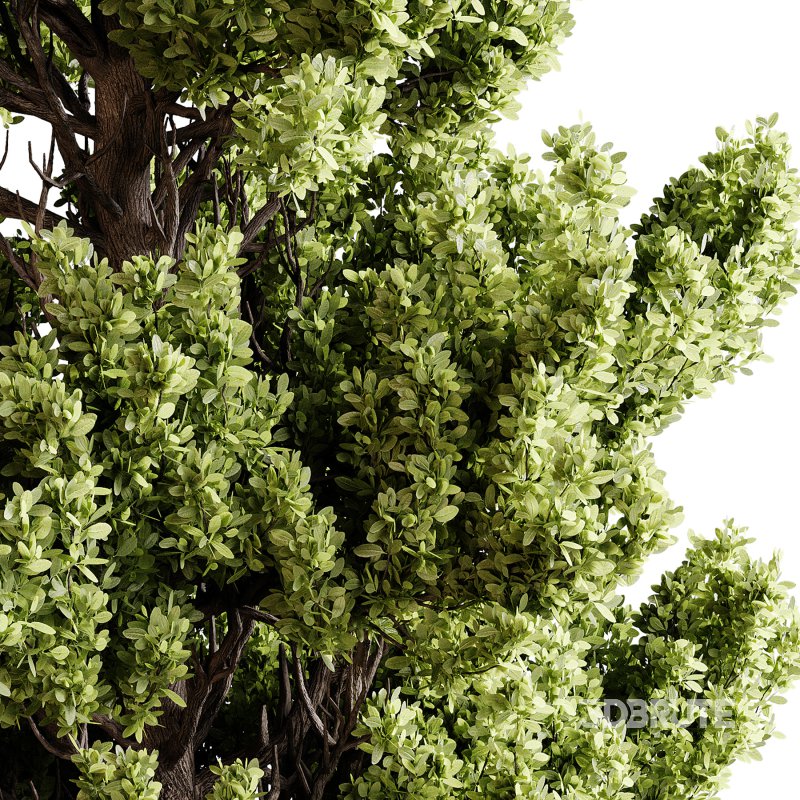 Indoor plants 91 – Plant in pot Image 3