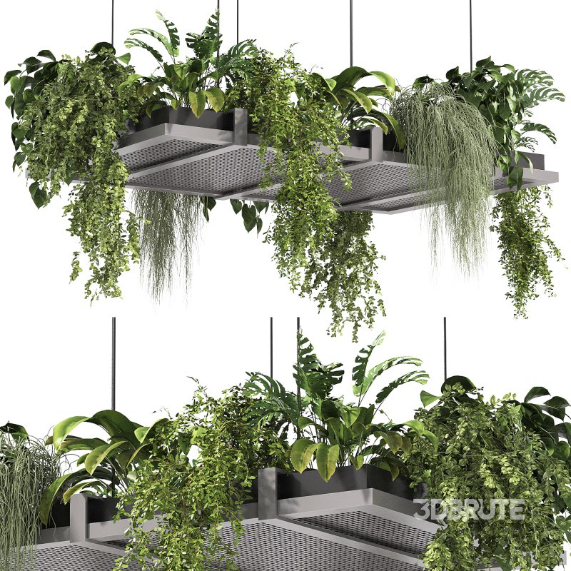 Hanging indoor Plants Image 4