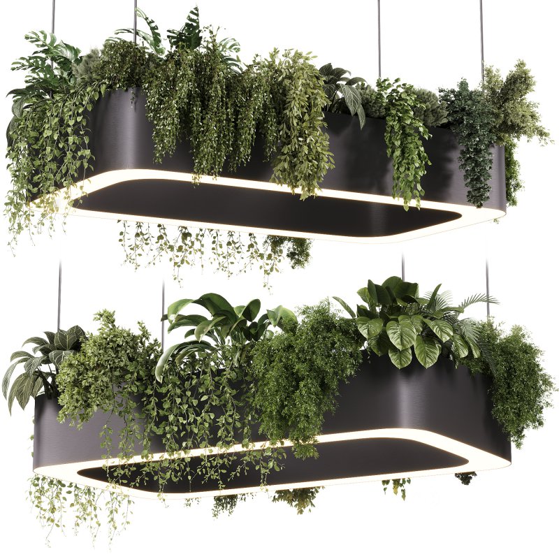 indoor plants – 56 Hanging indoor plant Image 2