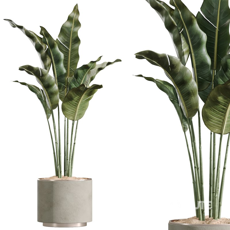 AV Indoor Plants Set 249 Image 3