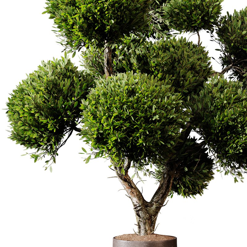 Indoor plants 75 – Plant in pot Image 1