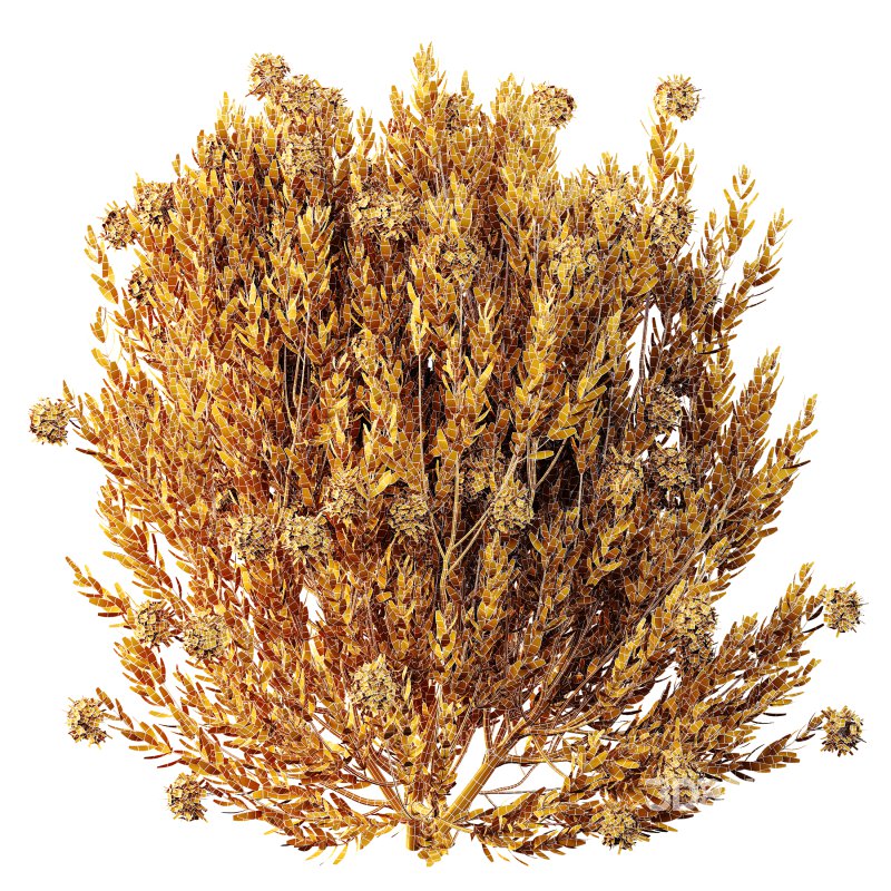 AV Colorful spring bushes Rhododendron Shrub Arboreum and Ixora Jasmine Gardens Chinese Image 6