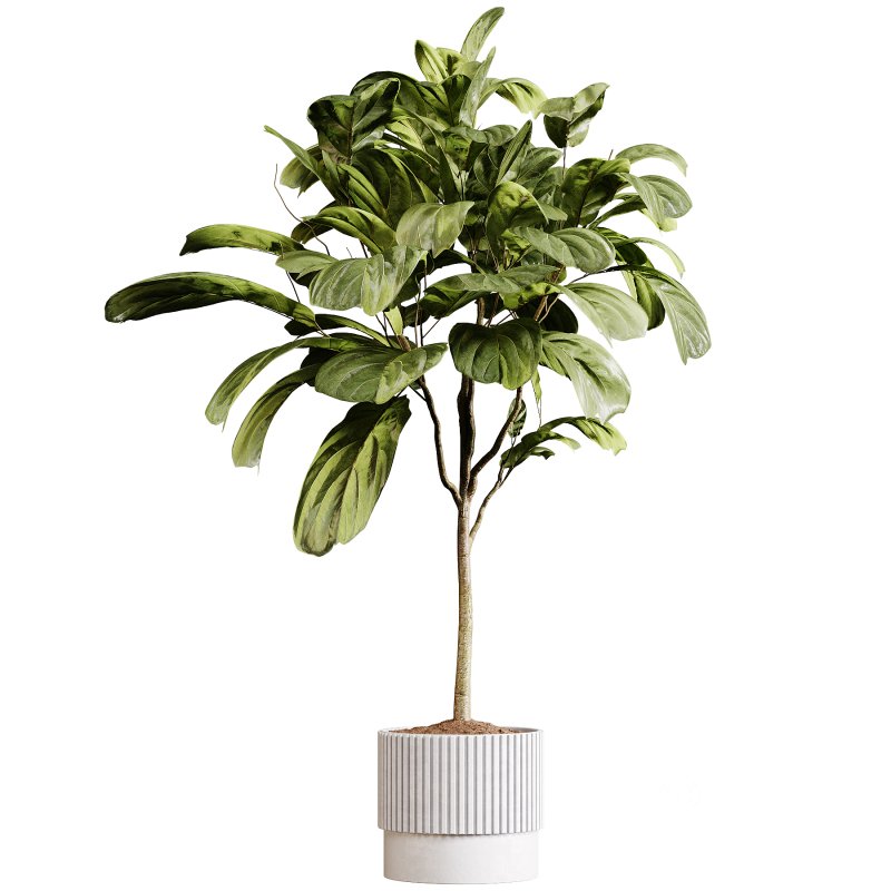 Indoor plants 90 – Plant in pot Image 4