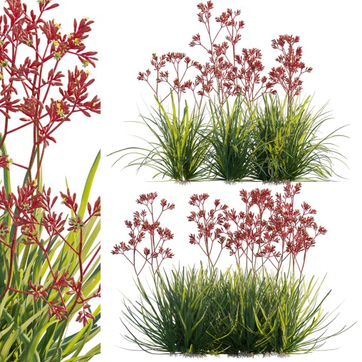 Anigozanthos flavidus – Kangaroo Paw 04