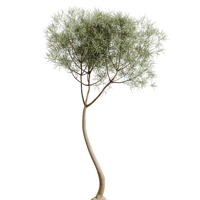 AV Indoor Plants Set 279 Areca Palm and Calathea Lutea and Ficus Marginata and Yucca Image 3