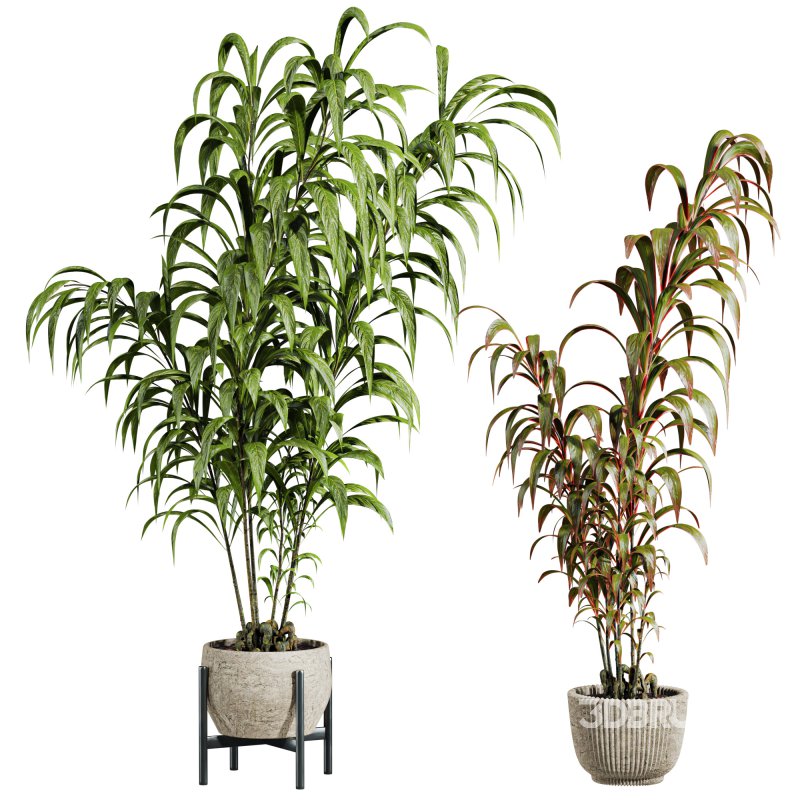 potted plants Image 1