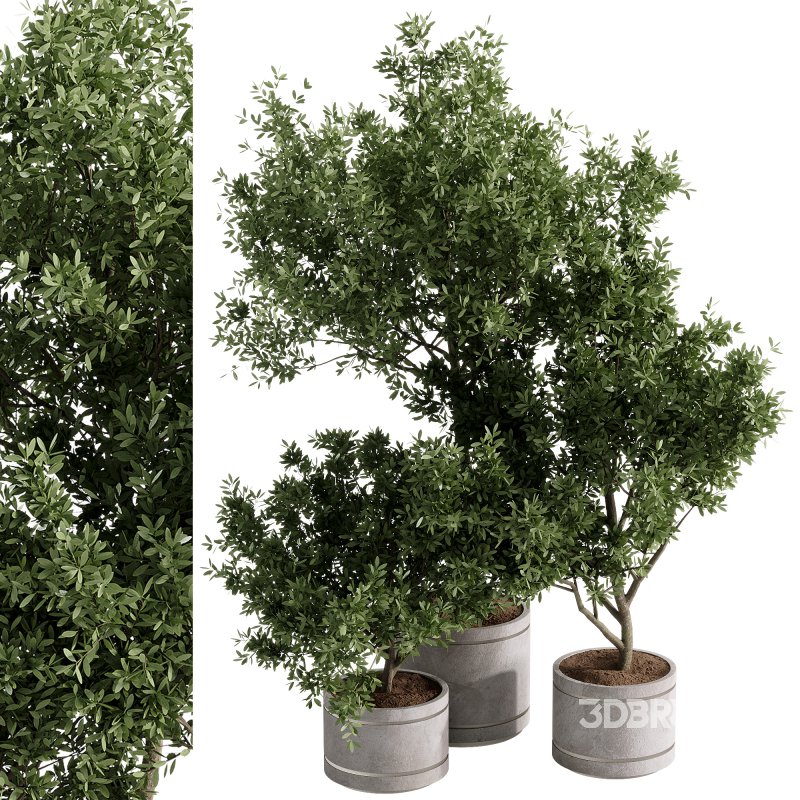 indoor plants – 42 plant in pot Image 3