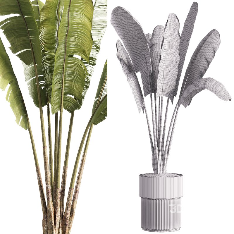 indoor plants – 41 plant in pot_corona Image 2