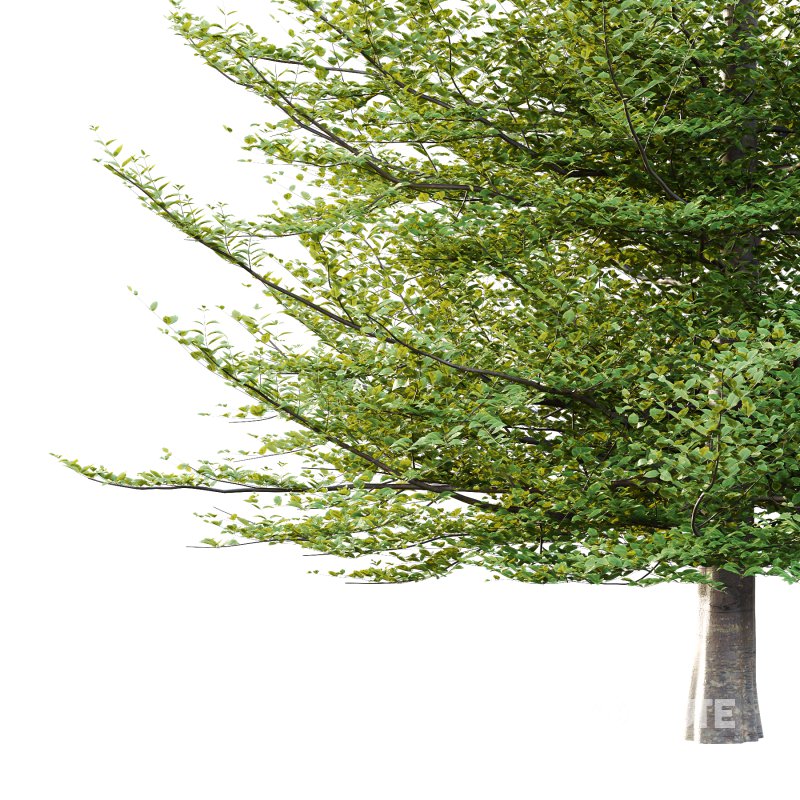 Fagus Grandifolia Tree 11 Image 2