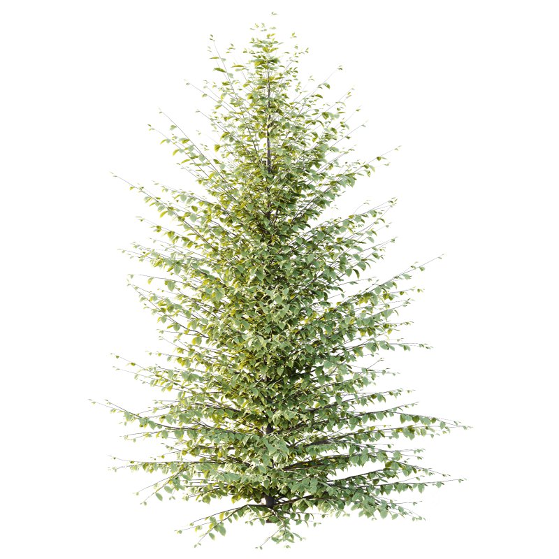 Fagus Grandifolia Tree 06 Image 3