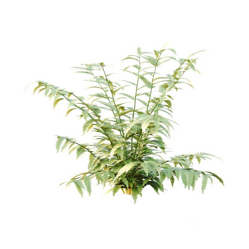 Macrothelypteris torresiana Fern bush 03 Image 2