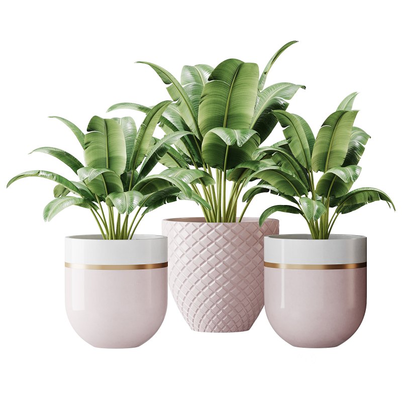 Spathiphyllum wallisii flower Image 5