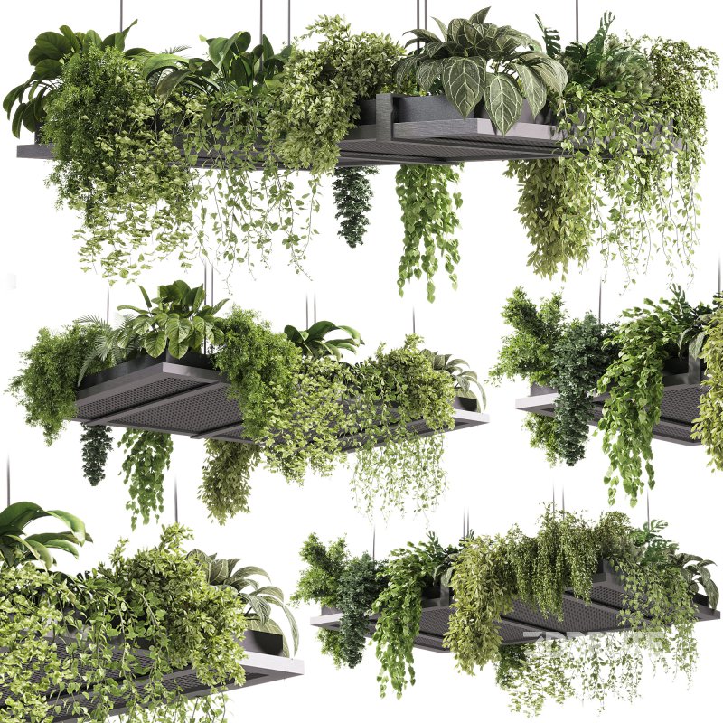 indoor plants – 51 Hanging indoor plant Image 1