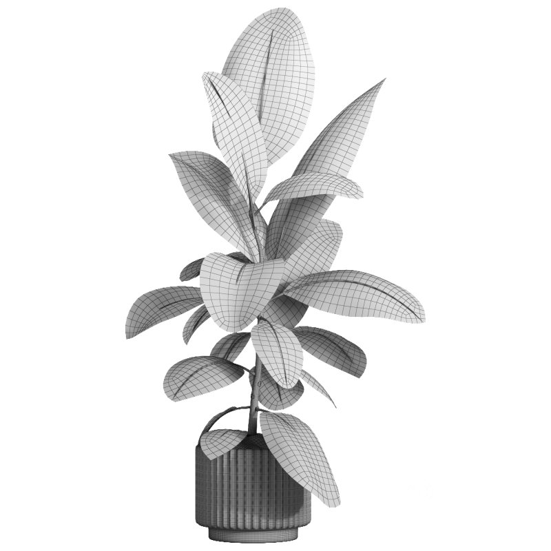 indoor plant 039 Image 5