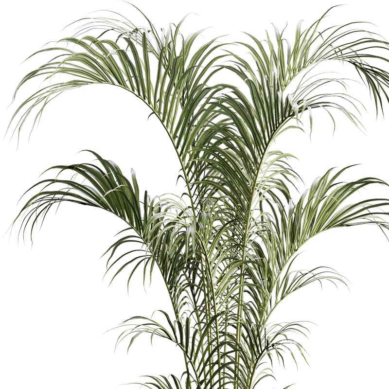 indoor plants 125 – plant in pot Image 2