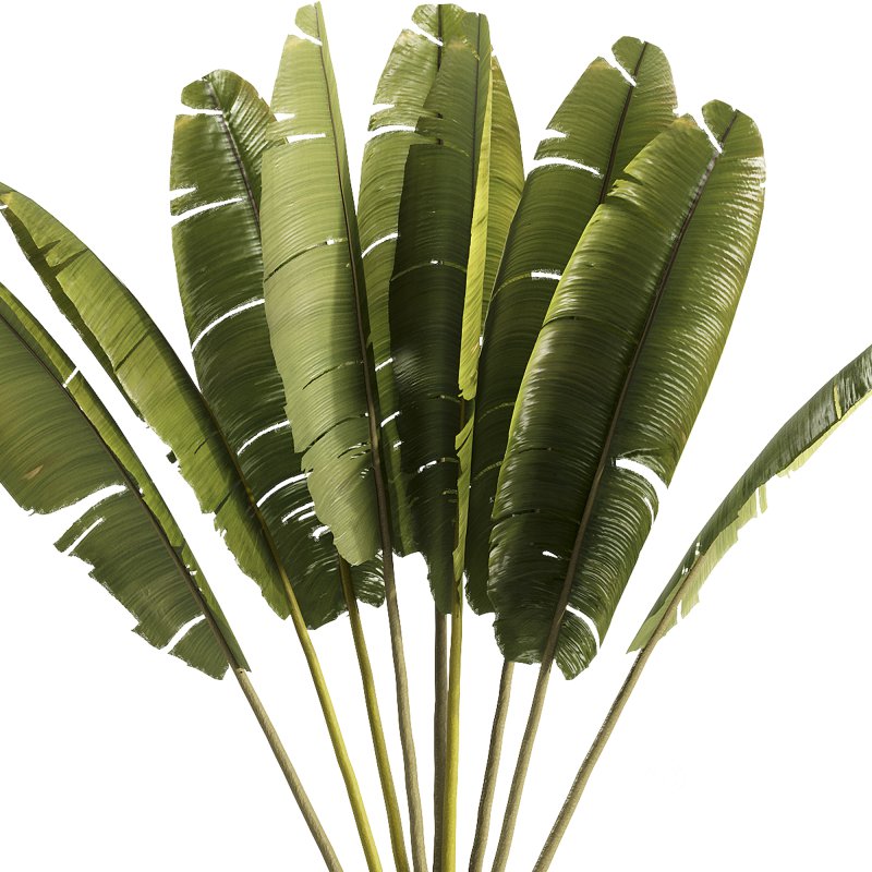 indoor plants – 40 plant in pot_corona Image 3