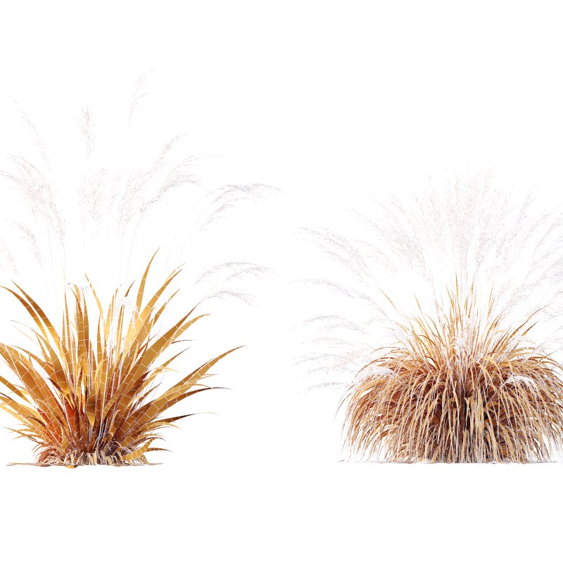 AV Molinia Caerulea Heidebraut Kleines Pfeifengras grasses Image 11