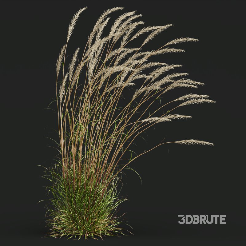 ntal grass set combines two iconic and highly architectural species known for their graceful movement and seasonal texture. Image 8