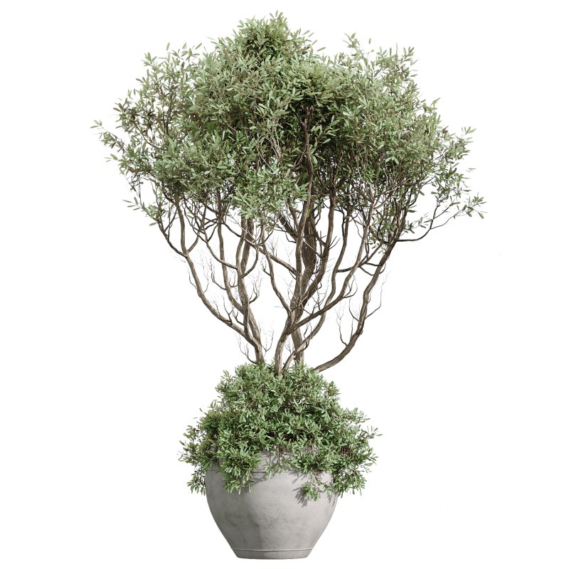 ntal variety of the classic Olea europaea, known for its soft silvery foliage and dense canopy. Native to Spain, this olive cultivar exudes Mediterranean charm and timeless refinement in both contemporary and rustic interiors. Image 2