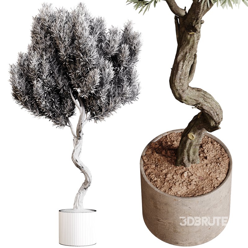 Indoor plants 79 – Plant in pot Image 3