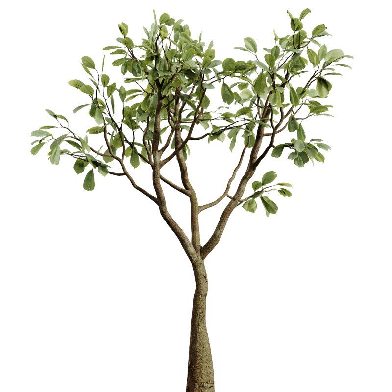 AV Indoor Plants Set 281 Ficus Marginata Yucca Palm Banana Nicolai Image 3