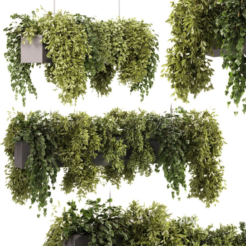 Indoor plants – 22 hanging indoor Plants Image 2