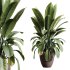 AV Indoor Plants Set 272 Beech Olea Europaea Olive Eucalyptus and Japandi Ficus Dracaena Marginata and Ficus Robusta and Yucca Aloifolia - Thumbnail 5