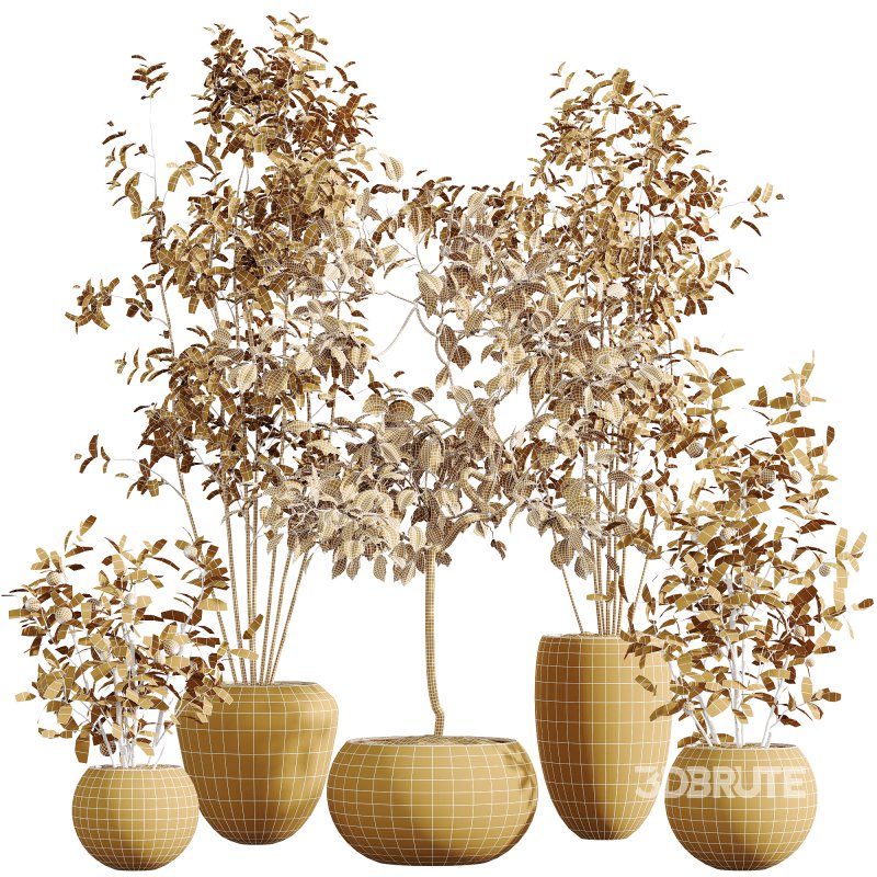 AV Indoor Plants Set 261 Beech Olea Europaea Olive Eucalyptus and Japandi Ficus Dracaena Marginata and Fruit Bonsai Orange Tree Image 6