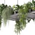 Hanging indoor Plants - Thumbnail 3