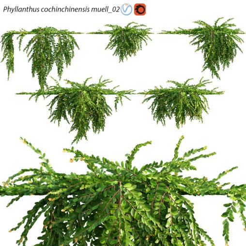 Phyllanthus cochinchinensis muell 02
