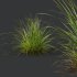 ntal grasses—**Nassella tenuissima**, also known as Mexican Feather Grass, and **Carex elata ‘Aurea’**, a golden sedge celebrated for its radiant chartreuse foliage. - Thumbnail 4
