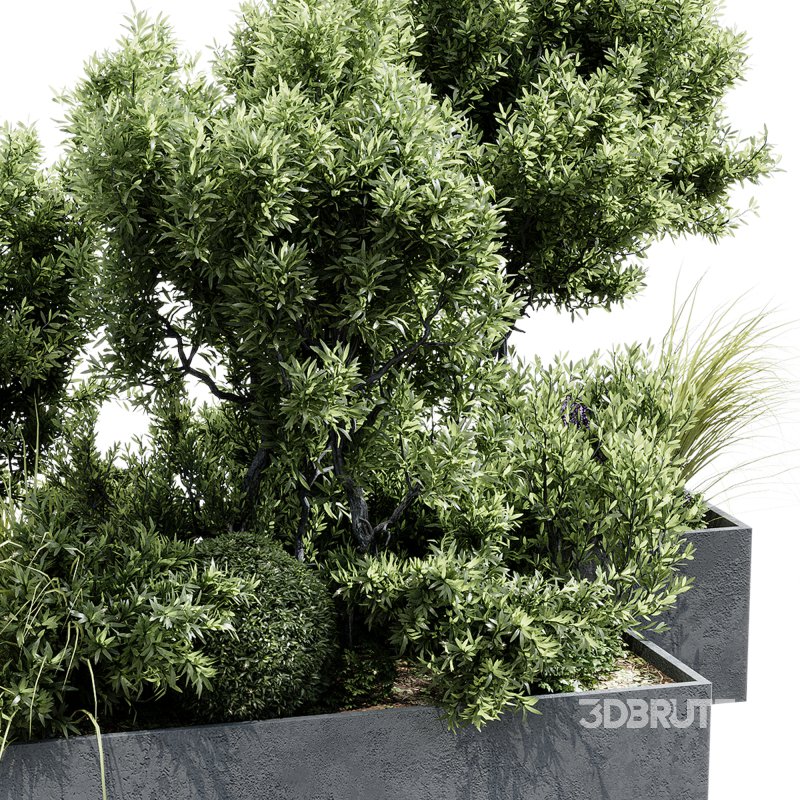 Outdoor plants 12 Image 4