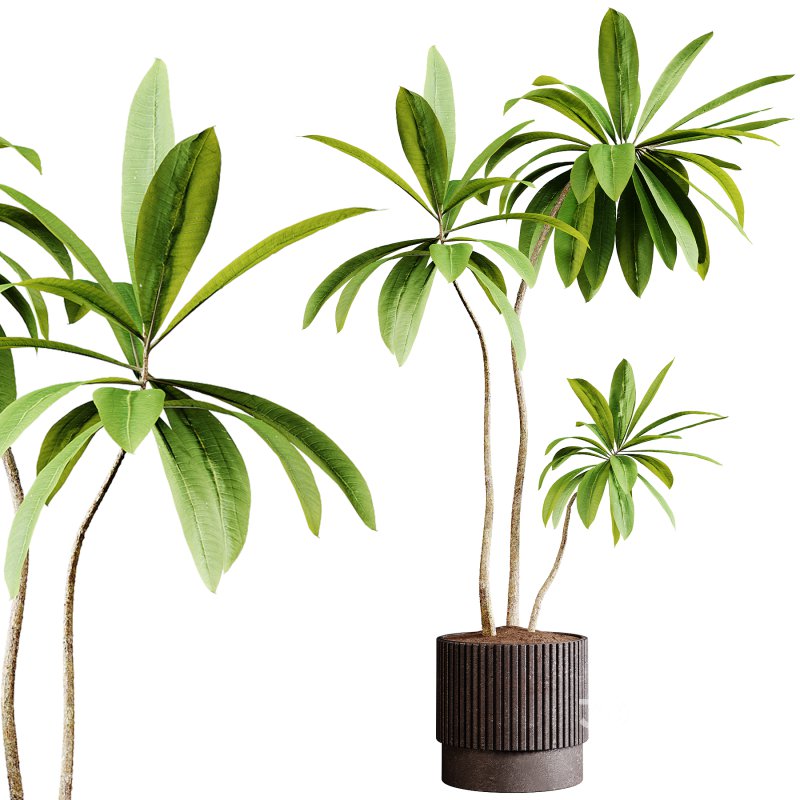 Indoor plants 77 – Plant in pot Image 2