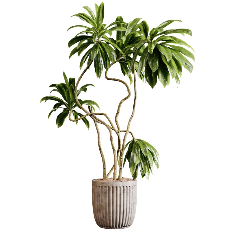 Indoor plants 94- Plant in pot Image 4