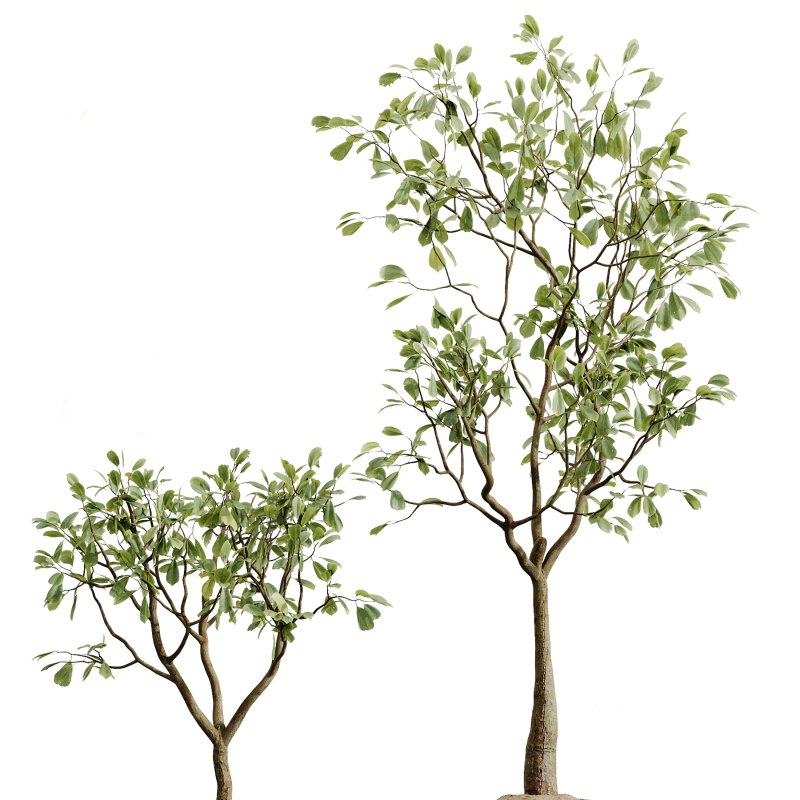 AV Indoor Plants Set 275 Mega Pack Yucca Areca Palm Japandi Ficus Image 3