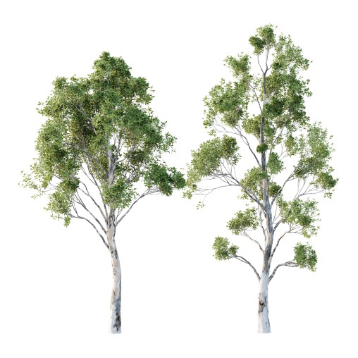 Sydney Blue Gum Tree 06