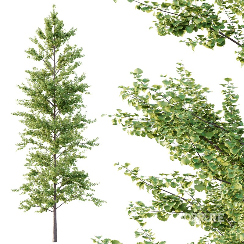 Maidenhair Ginkgo Biloba Tree 10 Image 3