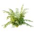 Macrothelypteris torresiana Fern bush 04 - Thumbnail 3