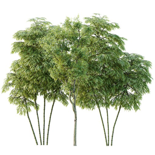 AV 8 different trees Bamboo Bambusoideae and Celtis Australis
