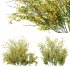 AV Cytisus scoparius 3 bushes - Thumbnail 4