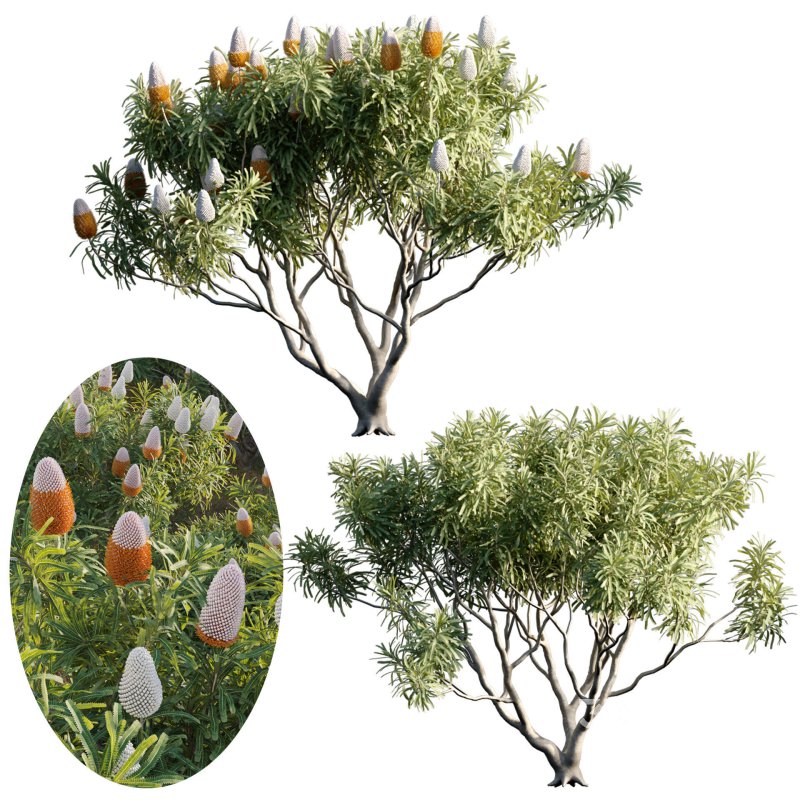 Banksia prionotes – Acorn banksia 02 Image 1