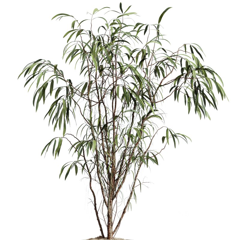 ntal hybrid originally cultivated in Southeast Asia. All models are placed in vertical fluted cylindrical concrete planters with subtle gradient bases, enhancing their architectural clarity and elevating any visual space. Image 3