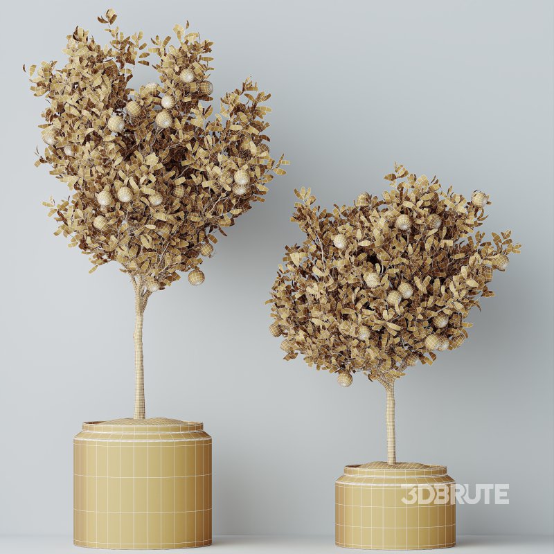 AV Indoor Plants Set 265 Olive Elegant Mission and Areca Palm and Fruit Orange Calamondin Tree Image 7