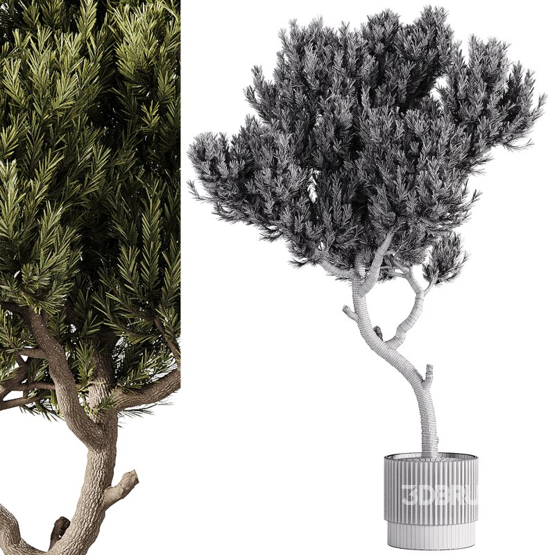 indoor plants – 63 plant in pot Image 2