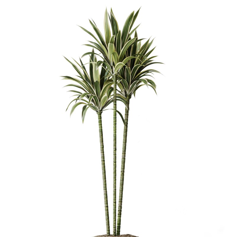 AV Indoor Plants Set 267 Areca Palm and Lemon and Green Sansevieria and Monstera Deliciosa Large Leaf and Olive Image 6