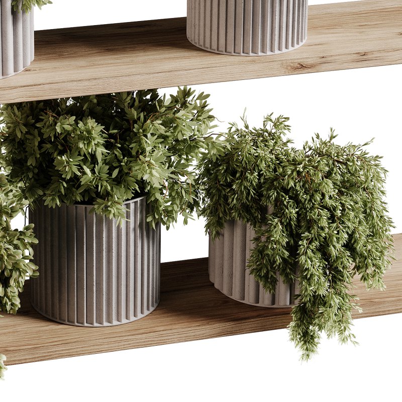 indoor plants 97- Hanging indoor plant Image 1