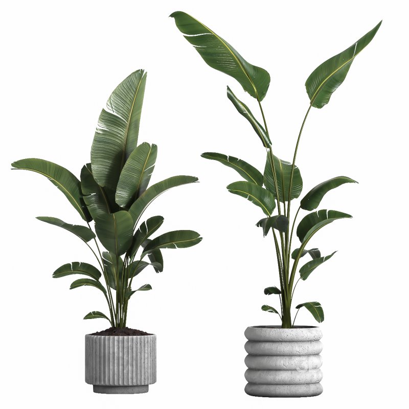 indoor plant 040 Image 3