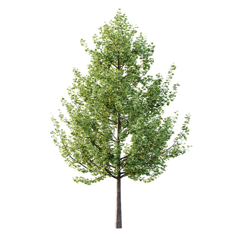 Maidenhair Ginkgo Biloba Tree 02 Image 4