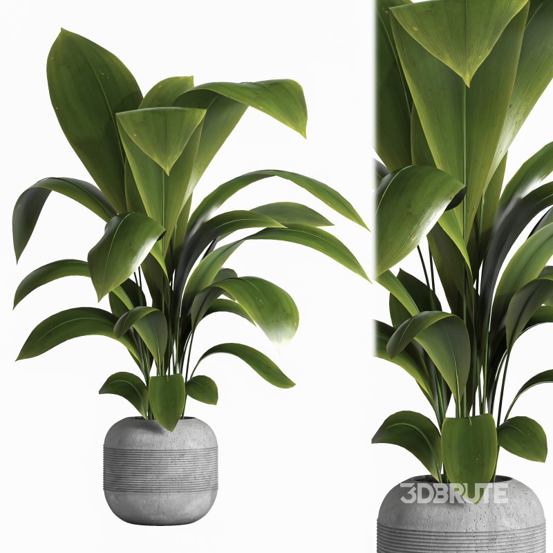 indoor plant 041 Image 1